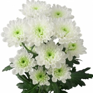 хризантема алтай